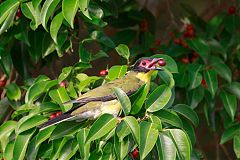 Australasian Figbird